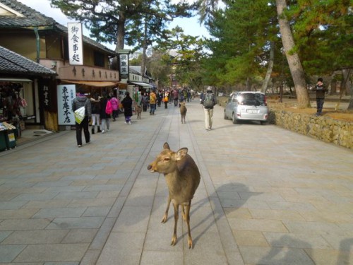 奈良公園ではシカたちがお出迎え。写真は前日に東大寺参道にて撮影