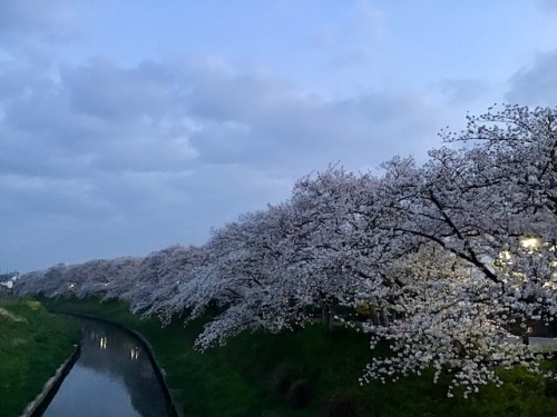 待合橋から見た五条川桜並木