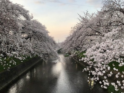 岩倉市の桜並木