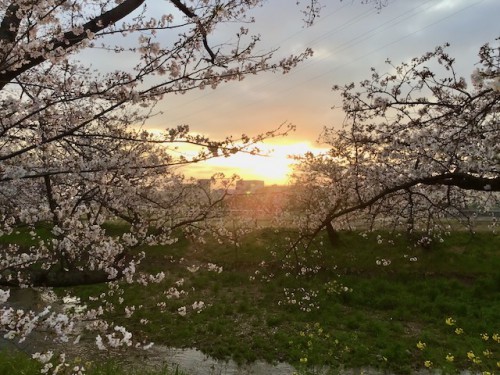 朝日を浴びる江南市の桜並木